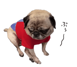 Pug dog photo sticker vol.1 sticker #13842520