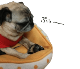 Pug dog photo sticker vol.1 sticker #13842521