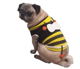 Pug dog photo sticker vol.1 sticker #13842522