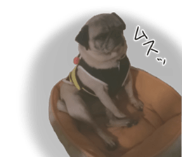 Pug dog photo sticker vol.1 sticker #13842523