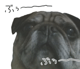 Pug dog photo sticker vol.1 sticker #13842524