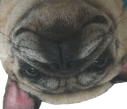 Pug dog photo sticker vol.1 sticker #13842525