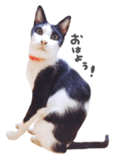 kura daily sometimes with rai sticker #13844570