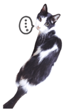 kura daily sometimes with rai sticker #13844579