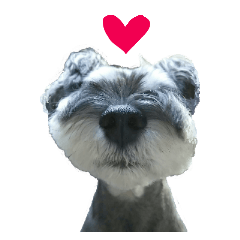 Miniature Schnauzer of RIKU