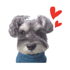Miniature Schnauzer of RIKU sticker #13845150