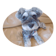 Miniature Schnauzer of RIKU sticker #13845153