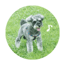 Miniature Schnauzer of RIKU sticker #13845154