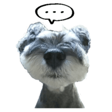 Miniature Schnauzer of RIKU sticker #13845157