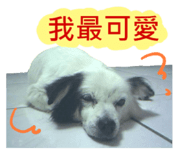 Happy Dogs Club:Real sticker #13845310