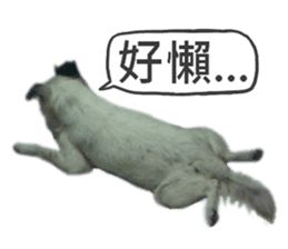 Happy Dogs Club:Real sticker #13845311