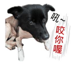 Happy Dogs Club:Real sticker #13845313