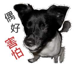 Happy Dogs Club:Real sticker #13845315