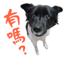 Happy Dogs Club:Real sticker #13845316