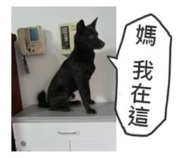 Happy Dogs Club:Real sticker #13845323