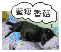 Happy Dogs Club:Real sticker #13845325