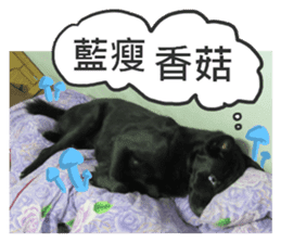 Happy Dogs Club:Real sticker #13845325