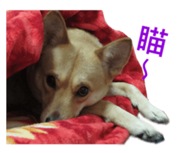 Happy Dogs Club:Real sticker #13845334