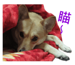 Happy Dogs Club:Real sticker #13845334