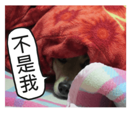 Happy Dogs Club:Real sticker #13845335