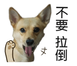 Happy Dogs Club:Real sticker #13845338