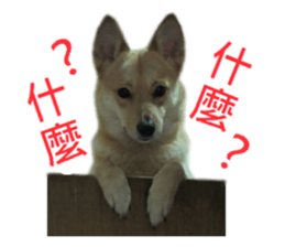 Happy Dogs Club:Real sticker #13845340