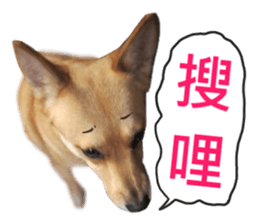 Happy Dogs Club:Real sticker #13845341