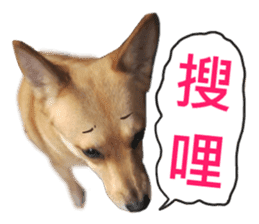 Happy Dogs Club:Real sticker #13845341