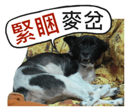 Happy Dogs Club:Real sticker #13845344