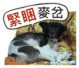 Happy Dogs Club:Real sticker #13845344