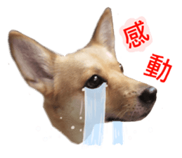 Happy Dogs Club:Real sticker #13845346
