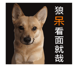 Happy Dogs Club:Real sticker #13845348