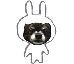 ROKU is a smart dog. 3 sticker #13847004