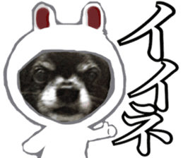 ROKU is a smart dog. 3 sticker #13847012