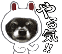 ROKU is a smart dog. 3 sticker #13847014
