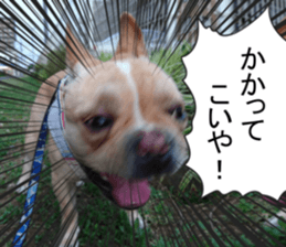 French bulldog KOMUGI Sticker 2 sticker #13848525