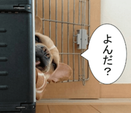 French bulldog KOMUGI Sticker 2 sticker #13848526