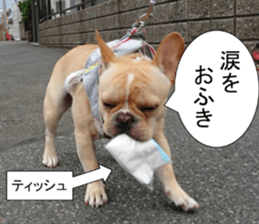 French bulldog KOMUGI Sticker 2 sticker #13848527
