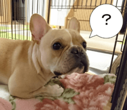 French bulldog KOMUGI Sticker 2 sticker #13848530