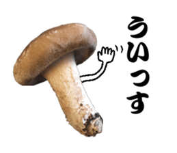 Mashroom sticker sticker #13851511