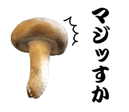 Mashroom sticker sticker #13851518