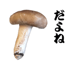 Mashroom sticker sticker #13851524