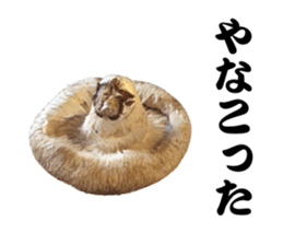 Mashroom sticker sticker #13851528