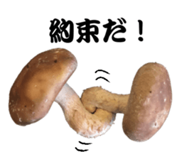 Mashroom sticker sticker #13851531