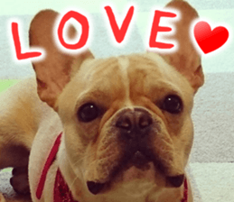 French bulldog KOMUGI Sticker sticker #13852870