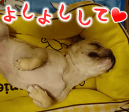 French bulldog KOMUGI Sticker sticker #13852873