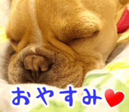 French bulldog KOMUGI Sticker sticker #13852875