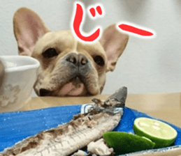 French bulldog KOMUGI Sticker sticker #13852876