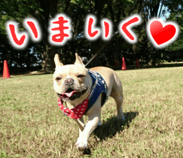 French bulldog KOMUGI Sticker sticker #13852878