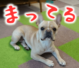 French bulldog KOMUGI Sticker sticker #13852879